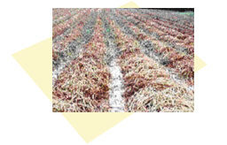 �I�n�͔|�@�C���[�W