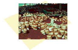 �n�E�X�͔|�@�C���[�W