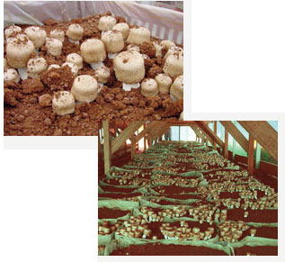 �A�K���N�X���Y�@�C���[�W