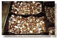 �A�K���N�X�C���[�W