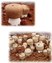 �A�K���N�X�@�C���[�W